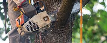 How Our Tree Care Process Works  in  Granby, MO